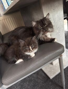 Maine coon kater - Friesoythe Zentrum