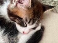 Äußerst seltene Main Coon Kater : 3 farbig - Bielefeld