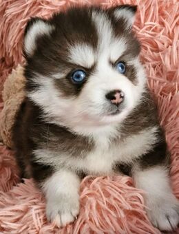 Pomsky F3 Micro & Toy Puppengesicht Bärchentyp Wollycoat - Espelkamp