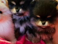 Pomeranian / Zwergspitz Welpen suchen ein Zuhause - Wiesau