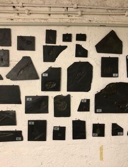 Suche Bundenbach Fossilien, Hunsrückschiefer - biete Höchstpreise - Tübingen