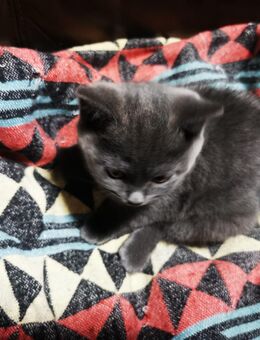 Babykatze - München Pasing-Obermenzing