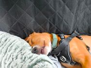 Beagle Mix Welpe abzugeben - Drochtersen