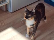 Kleine Glückskatze sucht ein neues Heim - Berlin Charlottenburg-Wilmersdorf
