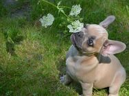 Französische Bulldoggen welpen - Hohenmölsen Zentrum