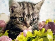 Kleine Katzen suchen ein neues Zuhause - Bielefeld