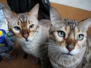 2 Bengalkater abzugeben. Nur zusammen! - Gelsenkirchen