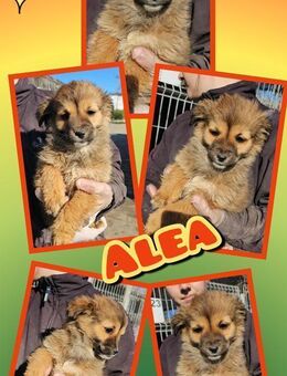 Süße Alea - bald auf Pflegestelle! - Nürnberg