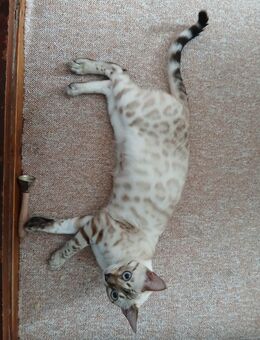 Bengaldame - Hötensleben