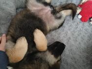 Schäferhund Welpe - Rüde - Bredstedt