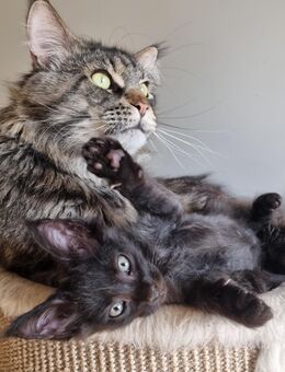 Auszugsbereite Maine Coon Kitten Reinrassig - Bous
