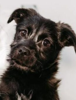 Cookie sucht seine Herzensmenschen 💕 - Kallmünz