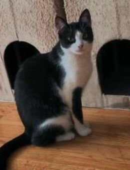 Zuckersüßer Kater Grisu Stark trotz Ep - München