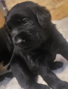 Labrador/Flat Coated Retriever Mix Welpen - Liebevolle Familienhunde suchen ihr neues Zuhause! - Hassel