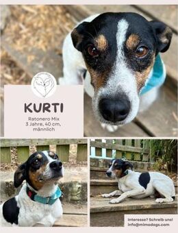 Ratonero-Mix Kurti: Zärtlicher Rüde - Brühl (Nordrhein-Westfalen)