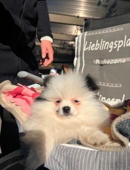 Zwergspitz Pomeranian - Tarp