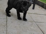 CaneCorso Welpen - Grünberg