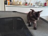 Maine Coon XXL Kitten dürfen ausziehen - Essen