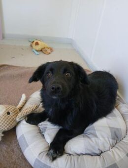 🐶Liebenswerter Welpe Cody🐶 - Eislingen (Fils)