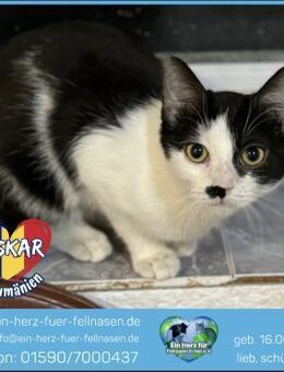 Oskar sucht ein liebevolles Zuhause! - Waakirchen