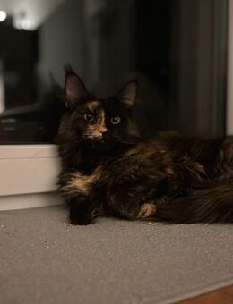 Maine Coon + Stammbaum - Zossen