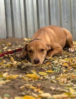 Rufuzs möchte einen warmes Zuhause - Köln