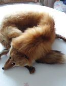 Fuchsstola bzw. Fuchsschal vom Rotfuchs (Echtfell) in 34266