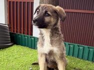 LEYLA - liebenswertes Welpenmädchen - Velbert