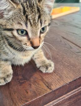 Baby katzen abzugeben - Göppingen Zentrum