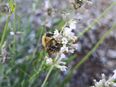 Weißer Lavendel Samen Lippenblütler Bienen Schmetterlinge Staude Strauch Lavendelsamen Duft Zierpflanze Steingarten Terasse Insektenfreund SWR Treffpunkt Blume in 74629