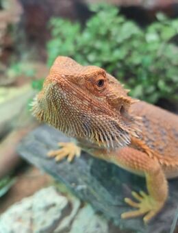 Bartagame inkl. Terrarium abzugeben - Weißenbrunn