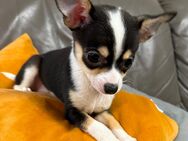 Hübsche Weibchen Chihuahua Welpen reinrassig - Buseck