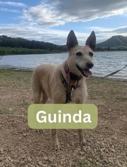 GUINDA, w., kastr., Podenco-Mix, 45 cm - Sipplingen