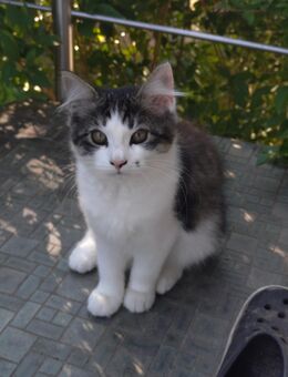 Zwei Maine-Coon Sibirische Mix-Kätzchen - Saarbrücken