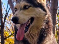 Zuhause gesucht für Husky(-Mix?) Maya - Leonberg (Baden-Württemberg)