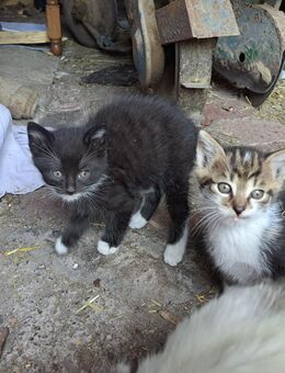 4 Kater suchen ein zu Hause - Rohrbach (Landkreis Birkenfeld)