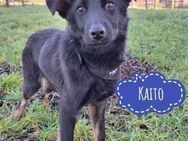 Kaito ein zierlicher Familienhund - Mannheim