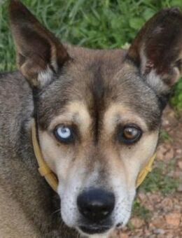 Thanassis - Seele aus Gold - Mettmann