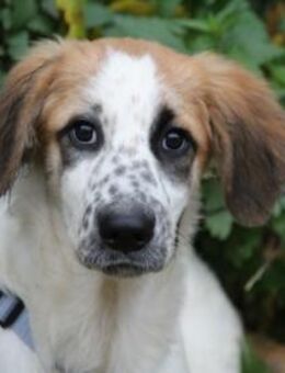 Darf Astolfo zu Ihnen ziehen? - Neuss