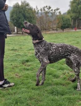 Victor - Traumrüde sucht DK-Liebhaber - Mettmann
