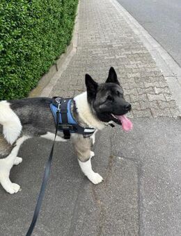 Blindes American Akita Mädchen sucht... - Eppelsheim