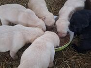 6 Labradorwelpen zu verkaufen - Wirges