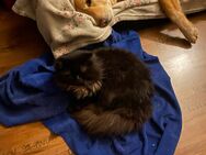 Kater Ragdoll Mix - Schemmerhofen