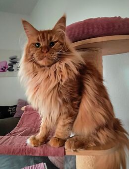 Maine Coon Deckkater - Oßling