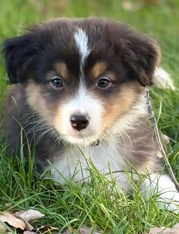 Austrailian Shepherd Welpen Showlinie reinrassig - Berlin Spandau