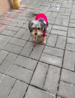 JANOSCH - lieber , verspielter Kerl - Overath