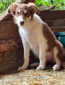 Bordercolliewelpen von privat. in 94374