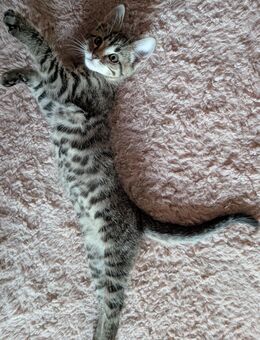 Supersüßes Katzenbaby sucht ein neues Zuhause - Grolsheim