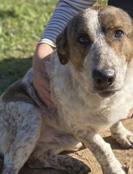 Kleiner BOUBIS sucht ein Zuhause - Sehnde