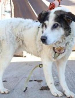 Rüdiger - liebebedürftig und menschenbez - München